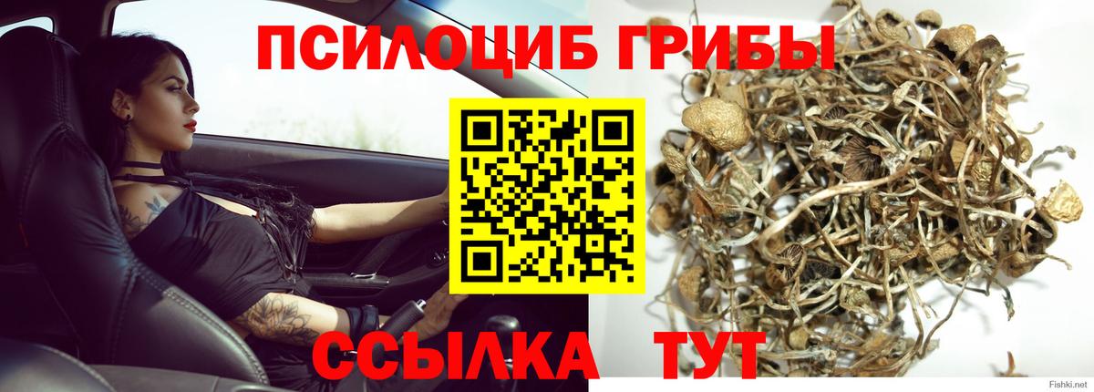 Заводоуковск  Галлюциногенные грибы MAGIC MUSHROOMS  наркотики  Вход с VPN 